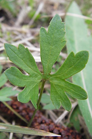 Ranunculus auricomus specI ? \ Gold-Hahnenfu� / Goldilocks, D Pfalz, Speyer 3.5.2013