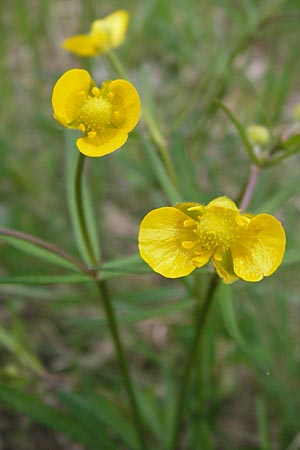 Ranunculus auricomus specI ? \ Gold-Hahnenfu� / Goldilocks, D Pfalz, Speyer 3.5.2013