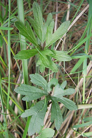 Ranunculus auricomus specI ? \ Gold-Hahnenfu� / Goldilocks, D Pfalz, Speyer 3.5.2013