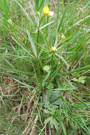 Ranunculus auricomus specI ? \ Gold-Hahnenfu� / Goldilocks, D Pfalz, Speyer 3.5.2013