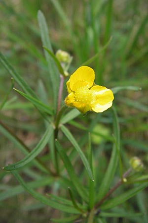 Ranunculus auricomus specI ? \ Gold-Hahnenfu� / Goldilocks, D Pfalz, Speyer 3.5.2013
