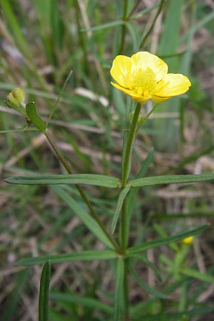 Ranunculus auricomus specI ? \ Gold-Hahnenfu� / Goldilocks, D Pfalz, Speyer 3.5.2013