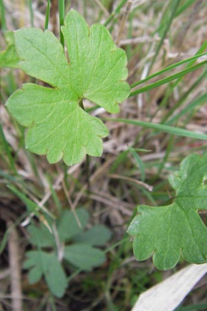 Ranunculus auricomus specI ? \ Gold-Hahnenfu� / Goldilocks, D Pfalz, Speyer 3.5.2013