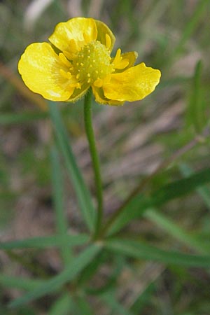Ranunculus auricomus specI ? \ Gold-Hahnenfu� / Goldilocks, D Pfalz, Speyer 3.5.2013
