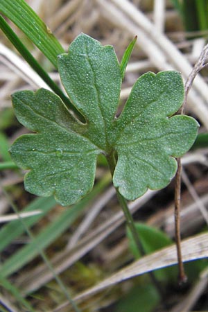 Ranunculus auricomus specI ? \ Gold-Hahnenfu� / Goldilocks, D Pfalz, Speyer 3.5.2013