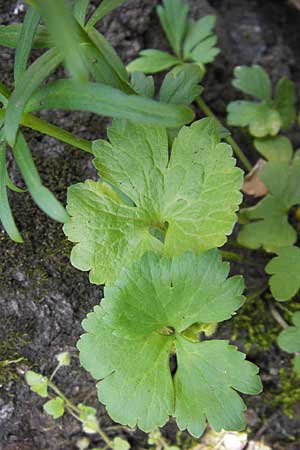 Ranunculus aemulans ? \ Nachahmender Gold-Hahnenfu / Imitating Goldilocks, D Thüringen Weimar, Historischer Friedhof 6.5.2013