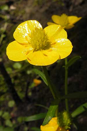 Ranunculus aemulans ? \ Nachahmender Gold-Hahnenfu / Imitating Goldilocks, D Thüringen Weimar, Historischer Friedhof 6.5.2013