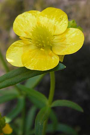 Ranunculus aemulans ? \ Nachahmender Gold-Hahnenfu / Imitating Goldilocks, D Thüringen Weimar, Historischer Friedhof 6.5.2013