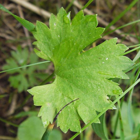 Ranunculus argoviensis ? \ Aargauer Gold-Hahnenfu / Aargau Goldilocks, D Odenwald, Lörzenbach 11.5.2013