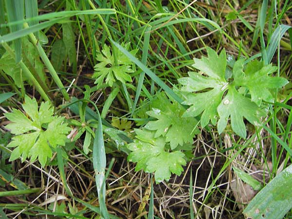 Ranunculus argoviensis ? \ Aargauer Gold-Hahnenfu / Aargau Goldilocks, D Odenwald, Lörzenbach 11.5.2013