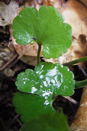 Ranunculus auricomus spec1 ? \ Gold-Hahnenfu� / Goldilocks, D Odenwald, F&uuml;rth 15.5.2013