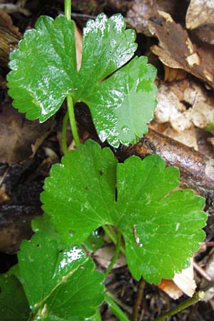 Ranunculus auricomus spec1 ? \ Gold-Hahnenfu� / Goldilocks, D Odenwald, F&uuml;rth 15.5.2013