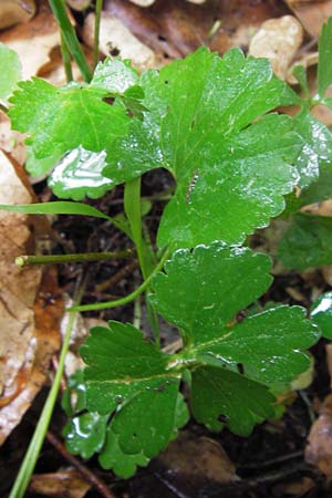 Ranunculus auricomus spec1 ? \ Gold-Hahnenfu� / Goldilocks, D Odenwald, F&uuml;rth 15.5.2013