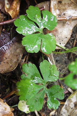 Ranunculus auricomus spec1 ? \ Gold-Hahnenfu� / Goldilocks, D Odenwald, F&uuml;rth 15.5.2013
