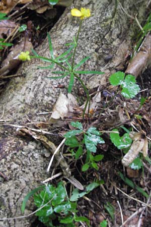 Ranunculus auricomus spec1 ? \ Gold-Hahnenfu� / Goldilocks, D Odenwald, F&uuml;rth 15.5.2013