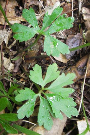 Ranunculus auricomus spec1 ? \ Gold-Hahnenfu� / Goldilocks, D Odenwald, F&uuml;rth 15.5.2013