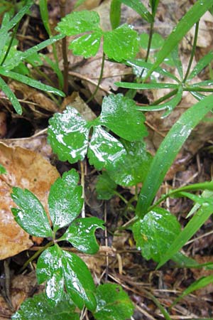 Ranunculus auricomus spec1 ? \ Gold-Hahnenfu� / Goldilocks, D Odenwald, F&uuml;rth 15.5.2013