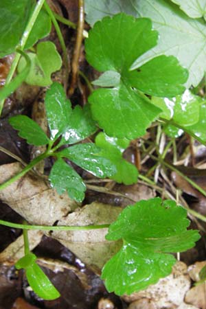 Ranunculus auricomus spec1 ? \ Gold-Hahnenfu� / Goldilocks, D Odenwald, F&uuml;rth 15.5.2013