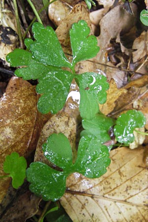 Ranunculus auricomus spec1 ? \ Gold-Hahnenfu� / Goldilocks, D Odenwald, F&uuml;rth 15.5.2013