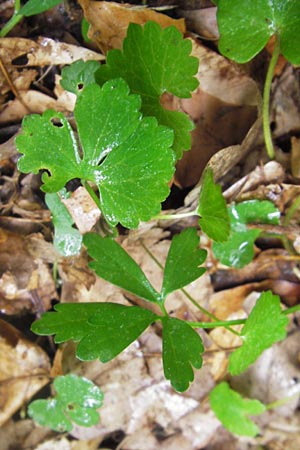 Ranunculus auricomus spec1 ? \ Gold-Hahnenfu� / Goldilocks, D Odenwald, F&uuml;rth 15.5.2013