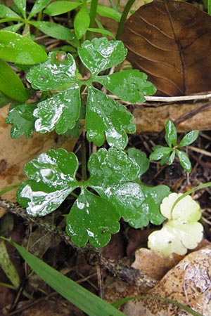 Ranunculus auricomus spec1 ? \ Gold-Hahnenfu� / Goldilocks, D Odenwald, F&uuml;rth 15.5.2013