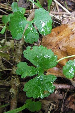 Ranunculus auricomus spec1 ? \ Gold-Hahnenfu� / Goldilocks, D Odenwald, F&uuml;rth 15.5.2013