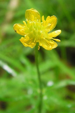 Ranunculus auricomus spec1 ? \ Gold-Hahnenfu� / Goldilocks, D Odenwald, F&uuml;rth 15.5.2013