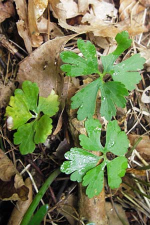 Ranunculus auricomus spec1 ? \ Gold-Hahnenfu� / Goldilocks, D Odenwald, F&uuml;rth 15.5.2013