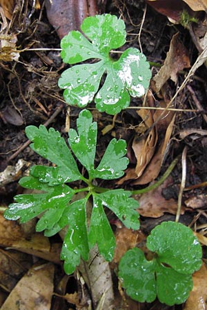 Ranunculus auricomus spec1 ? \ Gold-Hahnenfu� / Goldilocks, D Odenwald, F&uuml;rth 15.5.2013