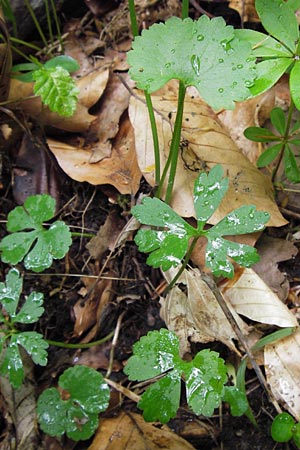 Ranunculus auricomus spec1 ? \ Gold-Hahnenfu� / Goldilocks, D Odenwald, F&uuml;rth 15.5.2013