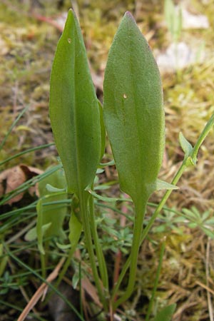 Rumex acetosella \ Kleiner Sauer-Ampfer / Sheep's Sorrel, D Heidelberg 24.7.2013