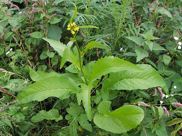 Rorippa amphibia \ Wasser-Kresse / Great Yellow-Cress, D Mannheim 9.9.2013