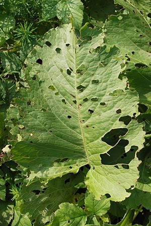 Rumex aquaticus \ Wasser-Ampfer / Scottish Dock, D Karlsruhe 28.9.2013