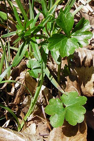 Ranunculus auricomus specJ ? \ Gold-Hahnenfu� / Goldilocks, D Pfofeld 29.3.2014