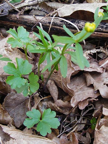 Ranunculus auricomus specJ ? \ Gold-Hahnenfu� / Goldilocks, D Pfofeld 29.3.2014