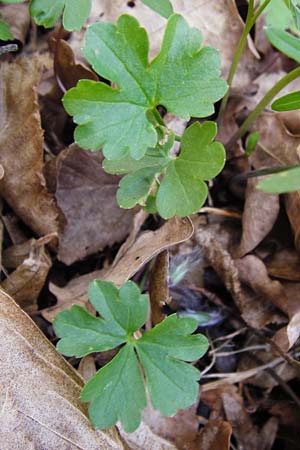 Ranunculus auricomus specJ ? \ Gold-Hahnenfu� / Goldilocks, D Pfofeld 29.3.2014