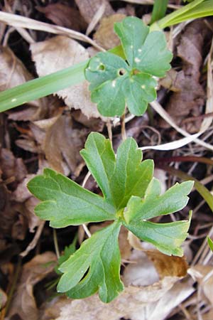 Ranunculus auricomus specJ ? \ Gold-Hahnenfu� / Goldilocks, D Pfofeld 29.3.2014