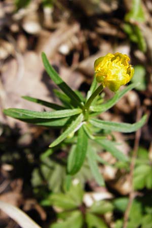 Ranunculus auricomus specJ ? \ Gold-Hahnenfu� / Goldilocks, D Pfofeld 29.3.2014