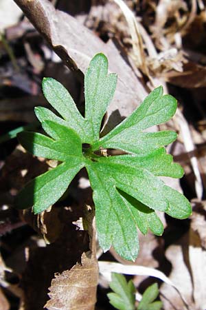 Ranunculus auricomus specJ ? \ Gold-Hahnenfu� / Goldilocks, D Pfofeld 29.3.2014