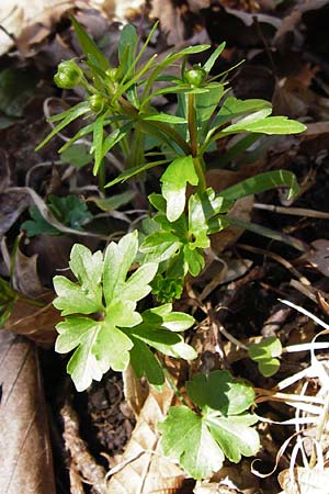 Ranunculus auricomus specJ ? \ Gold-Hahnenfu� / Goldilocks, D Pfofeld 29.3.2014