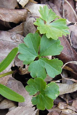 Ranunculus auricomus specJ ? \ Gold-Hahnenfu� / Goldilocks, D Pfofeld 29.3.2014
