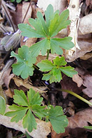 Ranunculus auricomus specJ ? \ Gold-Hahnenfu� / Goldilocks, D Pfofeld 29.3.2014