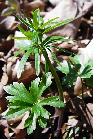 Ranunculus auricomus specJ ? \ Gold-Hahnenfu� / Goldilocks, D Pfofeld 29.3.2014