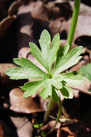 Ranunculus auricomus specJ ? \ Gold-Hahnenfu� / Goldilocks, D Pfofeld 29.3.2014