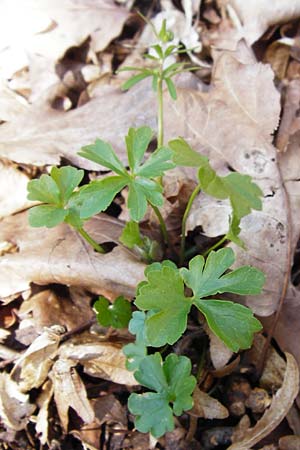 Ranunculus auricomus specJ ? \ Gold-Hahnenfu� / Goldilocks, D Pfofeld 29.3.2014