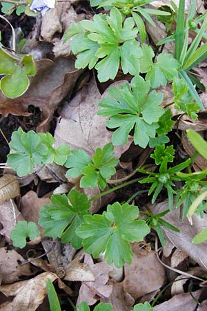 Ranunculus auricomus specJ ? \ Gold-Hahnenfu� / Goldilocks, D Pfofeld 29.3.2014