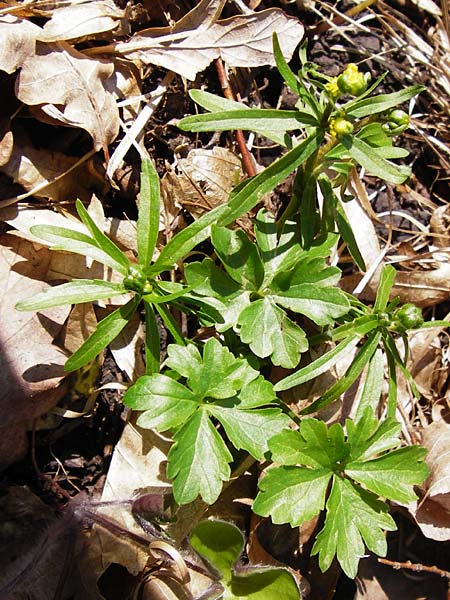 Ranunculus auricomus specJ ? \ Gold-Hahnenfu� / Goldilocks, D Pfofeld 29.3.2014
