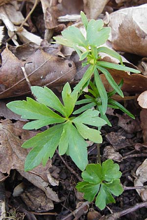 Ranunculus auricomus specJ ? \ Gold-Hahnenfu� / Goldilocks, D Pfofeld 29.3.2014