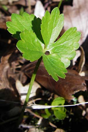 Ranunculus abstrusus \ Sonderbarer Gold-Hahnenfu / Peculiar Goldilocks, D Pfofeld 29.3.2014