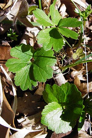 Ranunculus abstrusus \ Sonderbarer Gold-Hahnenfu / Peculiar Goldilocks, D Pfofeld 29.3.2014